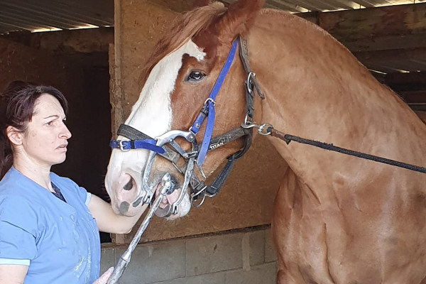 Dentiste des chevaux, Bien-être animal, Attelages des Aulnes, Normandie