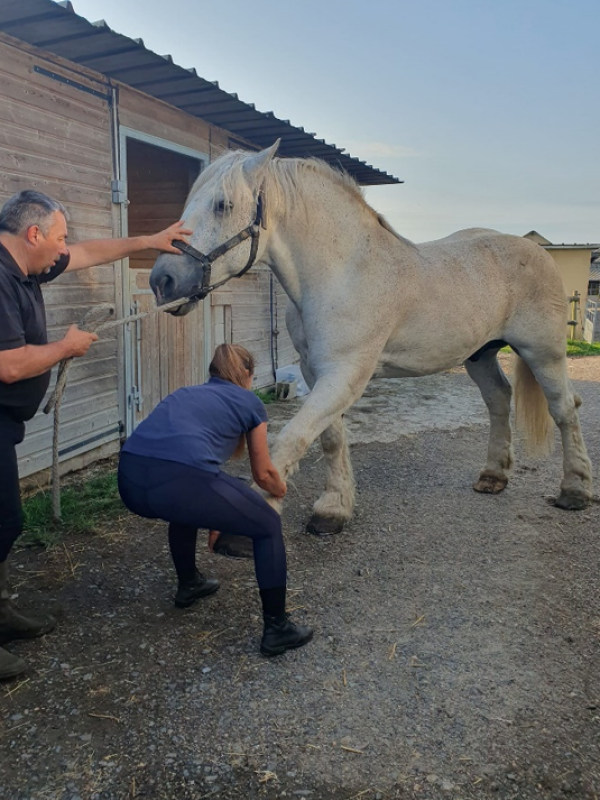Séances d'étirements et de massages pour le bien-être des chevaux, Attelages des Aulnes, Normandie