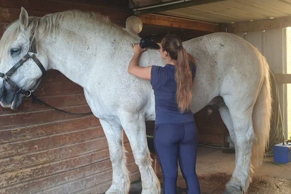 Massage et détente des chevaux, Bien-être animal, Attelages des Aulnes, Normandie