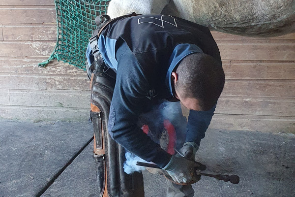 Pose des fers sur les sabots, Bien-être animal, Attelages des Aulnes, Normandie